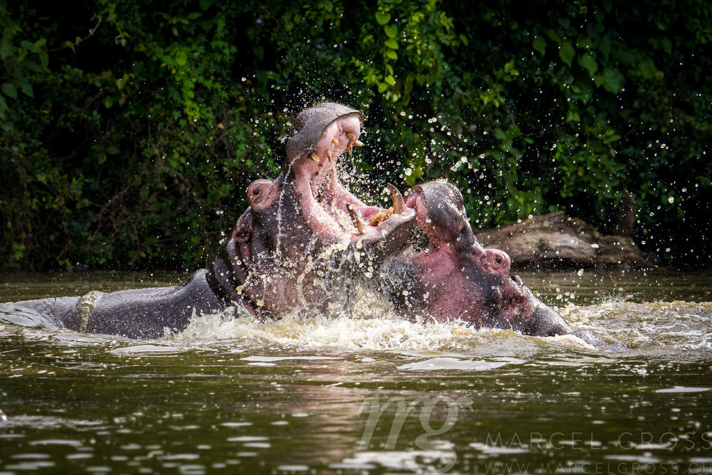 two fighting hippos over their hierarchy in Lake Mburo National Park, Uganda | two fighting hippos over their hierarchy in Lake Mburo National Park, Uganda. which looks very dramatic is more a playful thing without hurting each other - Realisiert mit Pictrs.com