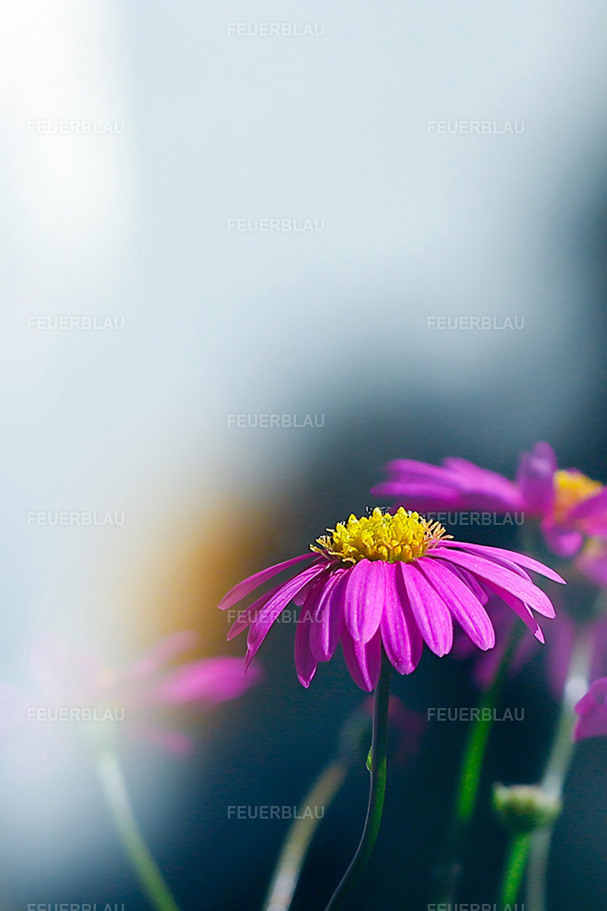 Zwischen Licht und Blüte | Zwischen Licht und Blüte - Realisiert mit Pictrs.com