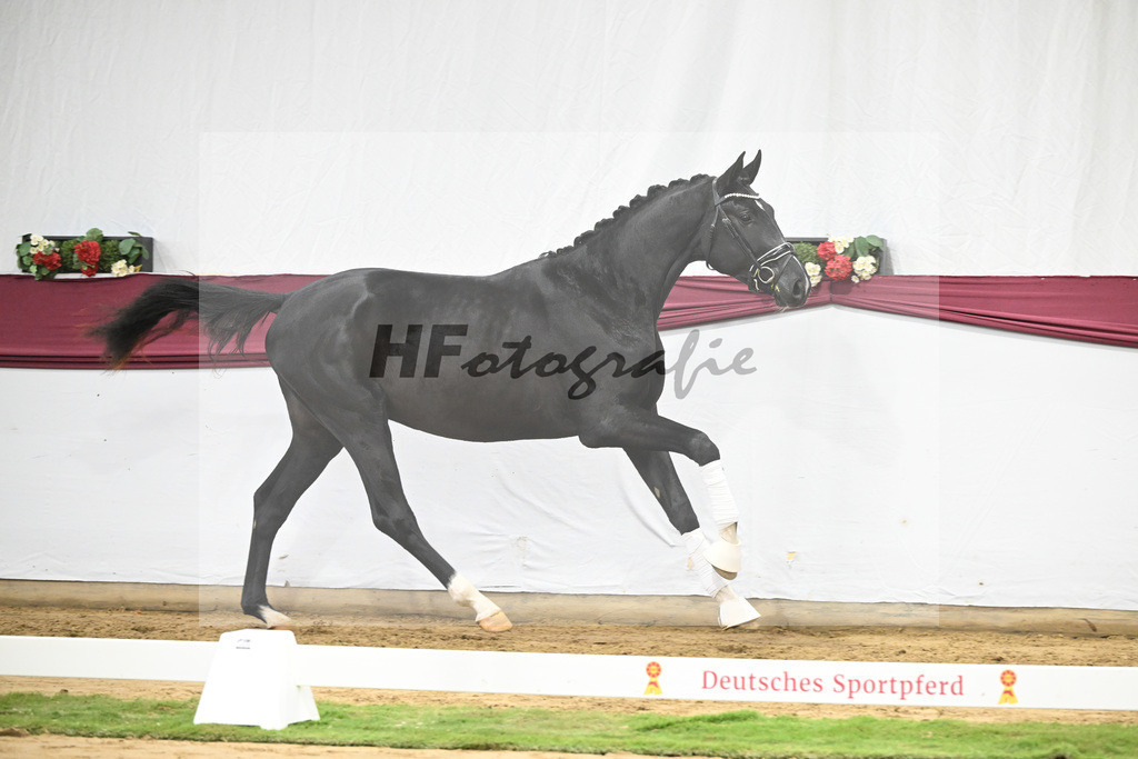 Kat-Nr. 61 Florent Blue Hors x St. Moritz Junior_ZG Kube u Holder_47252286 | hf-fotografie - Realisiert mit Pictrs.com