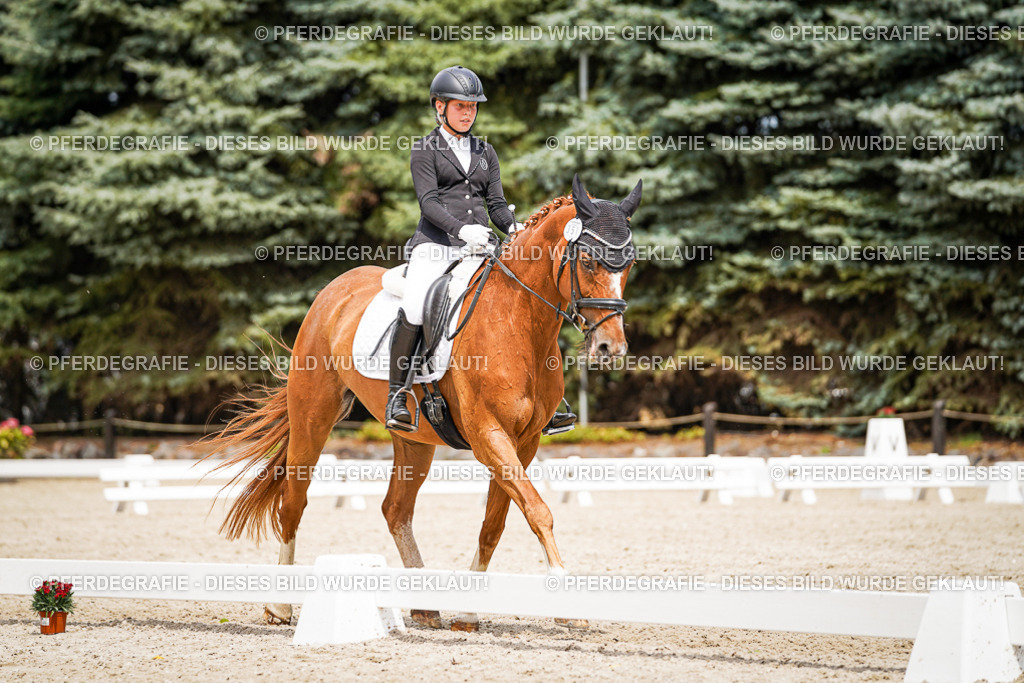 DSC04015 | Pferdegrafie