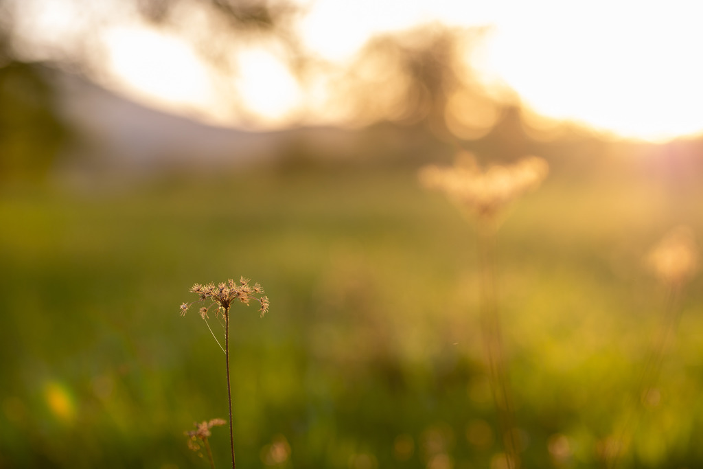 IMG_4794 | ehrlichefotos - Realisiert mit Pictrs.com