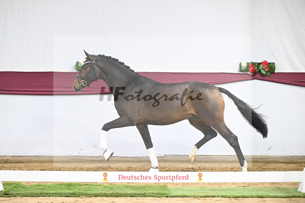 Kat-Nr. 70 Valdiviani x Fuerstenball_Joachim Weil_47252582 | hf-fotografie - Realisiert mit Pictrs.com