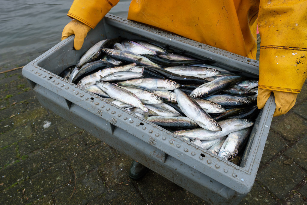 zeitenwende-farbe-03-06 | Matthias Nanz aus Schleswig ist einer der letzten Berufsfischer an der Schlei. Mit seinem Boot fährt er vom Liegeplatz in Missunde zu den Fanggründen in der Schlei. Im zeitigen Frühjahr werden vor allem Heringe gefangen. Der Fang geht direkt nach der Landung an Privatkunden und Fischhändler. - Realisiert mit Pictrs.com