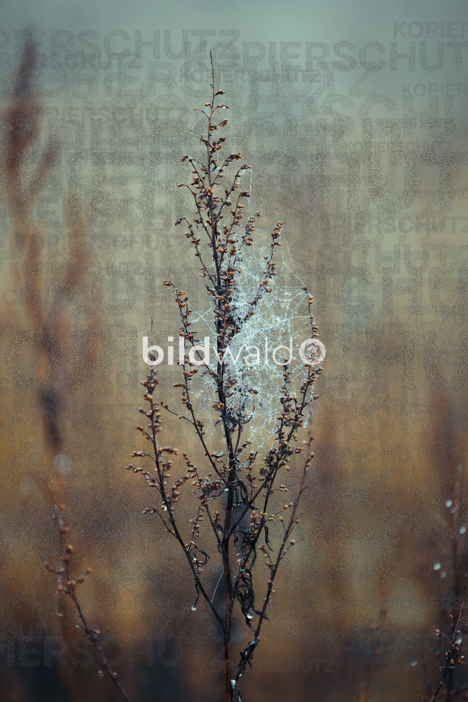 christmas tree elsfleth crazy mad thingy-4023 | BILDWALD - eine Auswahl an Bildern von Thomas Perrotton zum bestellen und genießen. Alle Bilder von Thomas Perrotton - Alle Bilder mit einer SONY Kamera gemacht - SONY TAMRON SIGMA PHOTOSHOP LIGHTROOM BILDWALD Online kaufen Bilderwald Wandbilder - Realisiert mit Pictrs.com