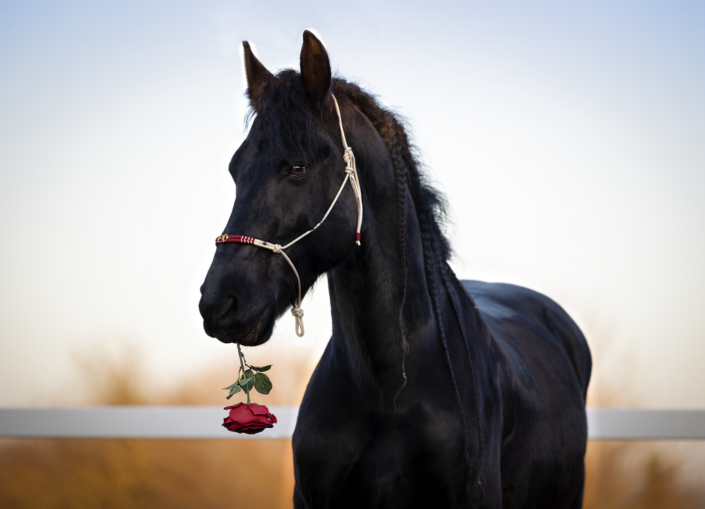 Valentin_1 | Emotionale Pferde- & People-Fotografie rund um Heidelberg, Leimen & Umgebung. Natürliche Fotos von Pferd, Mensch & Familie. Jetzt Termin sichern!