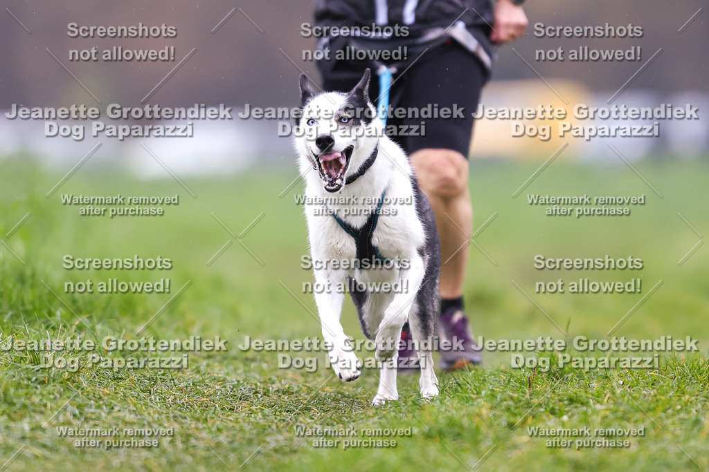 Dog Paparazzi - Visbeck 25 -824 | Dog Paparazzi Jeanette Grottendiek Fotografie & Videografie - Realisiert mit Pictrs.com