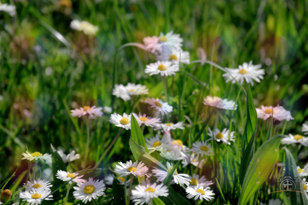 BW-Gänseblümchen-0001 | Entdecken Sie eine vielfältige Auswahl individueller Fotos zum Kauf auf picturalux.de. Finden Sie hochwertige Bilder für Ihre Projekte, die Ihre Botschaft perfekt unterstreichen. Stöbern Sie jetzt und verleihen Sie Ihren Inhalten das gewisse Etwas! - Realisiert mit Pictrs.com