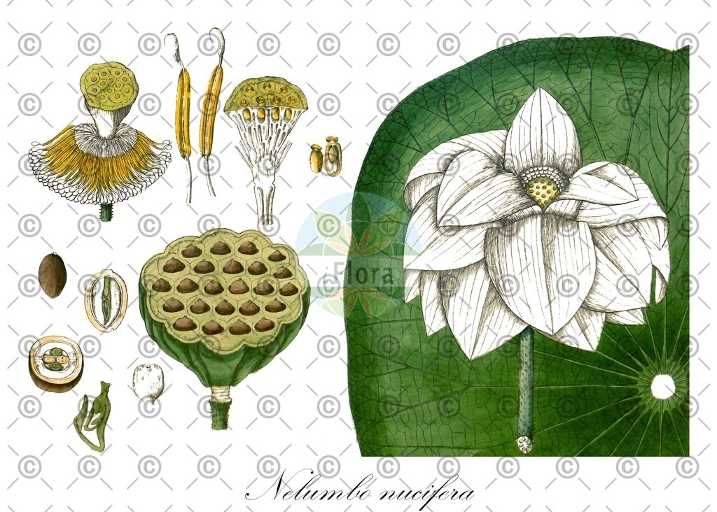 HistAbb_wfo-0000817065_1_ENZY_Simple | Historische Abbildung von Nelumbo nucifera - Nelumbonaceae | Historical Illustration of Nelumbo nucifera - Nelumbonaceae (indian lotus;sacred lotus;oriental lotus)