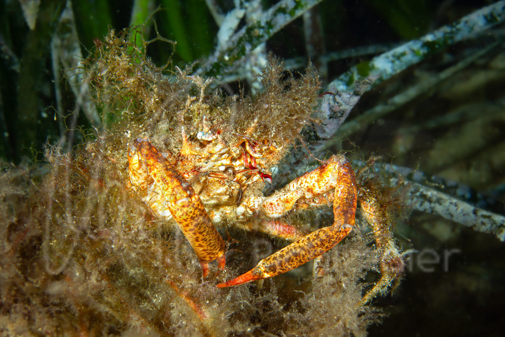 Maja crispata | Kleine Seespinne / Cast: Centollo crispado; Eng: Spiny spider crab - Realisiert mit Pictrs.com