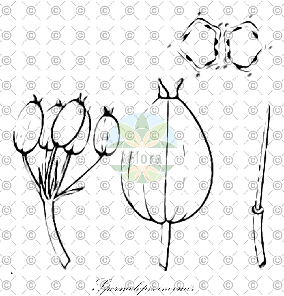 HistAbb_7Q2BJ_1_ENZY_Simple | Historische Abbildung von Spermolepis inermis - Apiaceae | Historical Illustration of Spermolepis inermis - Apiaceae