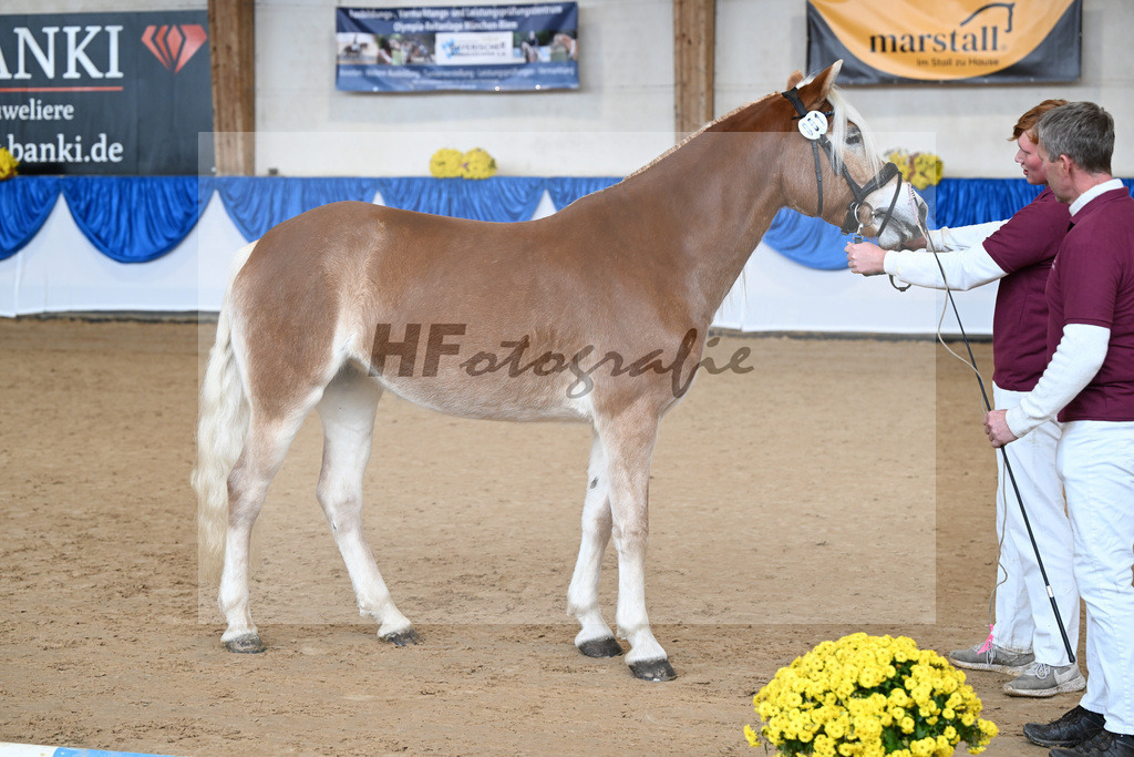 Bl. Band Kat-Nr. 1 Melodie v. Neustart_Haflingerhof Noack_48251227 | hf-fotografie - Realisiert mit Pictrs.com