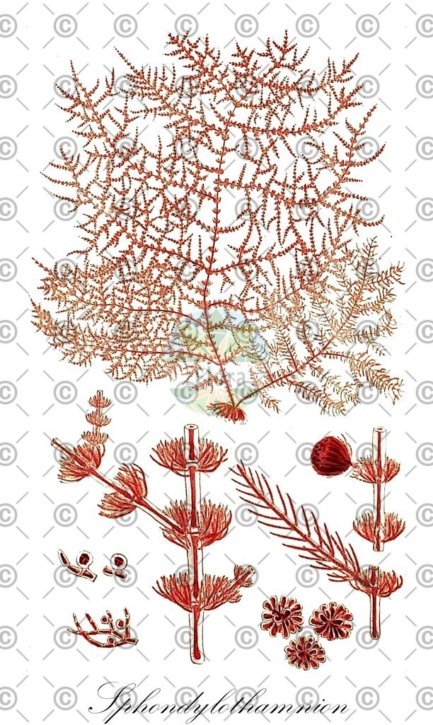 HistAbb_wfo-0000312999_1_ENZY_Simple | Historische Abbildung von Sphondylothamnion - Wrangeliaceae (0) | Historical Illustration of Sphondylothamnion - Wrangeliaceae (0)