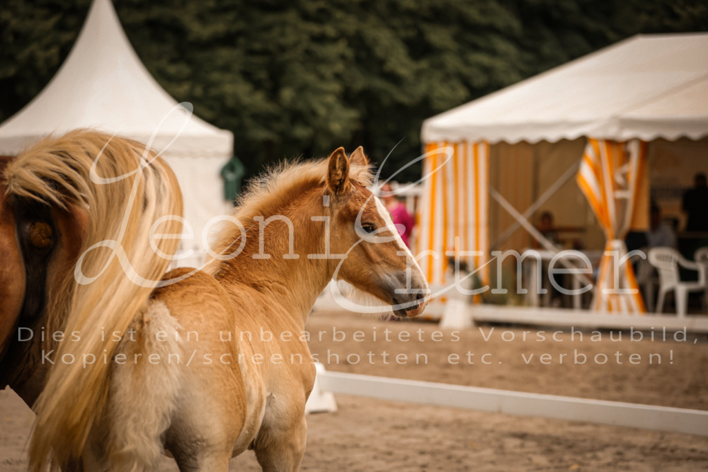 SaHF00022 | Leoni Ertmer Photography - Realisiert mit Pictrs.com