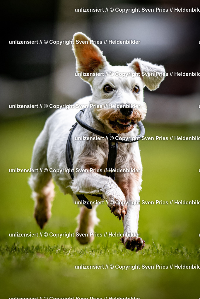 Sven Pries | 2025-10-03 - Hunderennen Obergrombach - Realisiert mit Pictrs.com