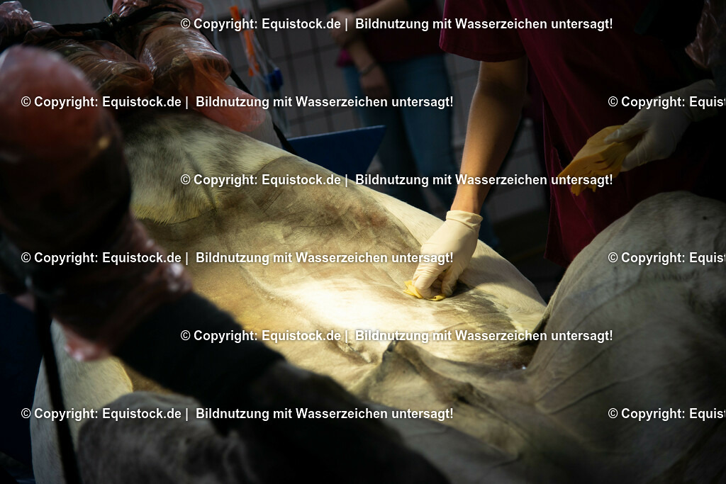 20191022_Kolik_OP_0011 | equistock