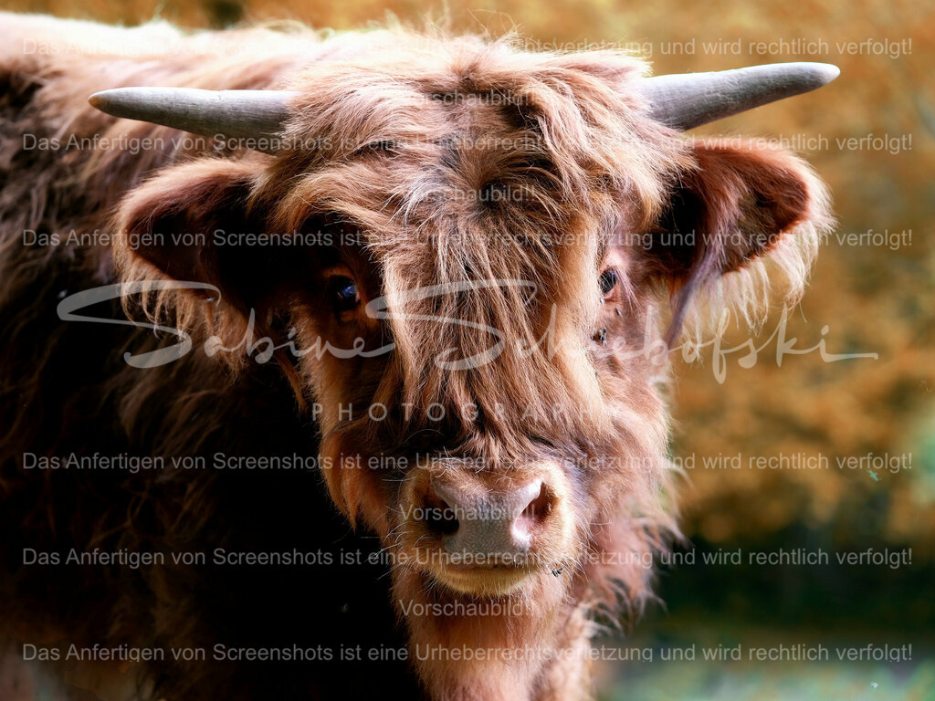 Wandbild Highlander Kälbchen | People- und Tierfotografie, Imageaufnahmen, Veranstaltungsfotografie und Wandbilder aus der Natur ★ Made in Germany ✔️ Druck + Downloads ✔️ Naturfotografie in Top Qualität ★ schneller Versand, weltweite Lieferung! - Realisiert mit Pictrs.com