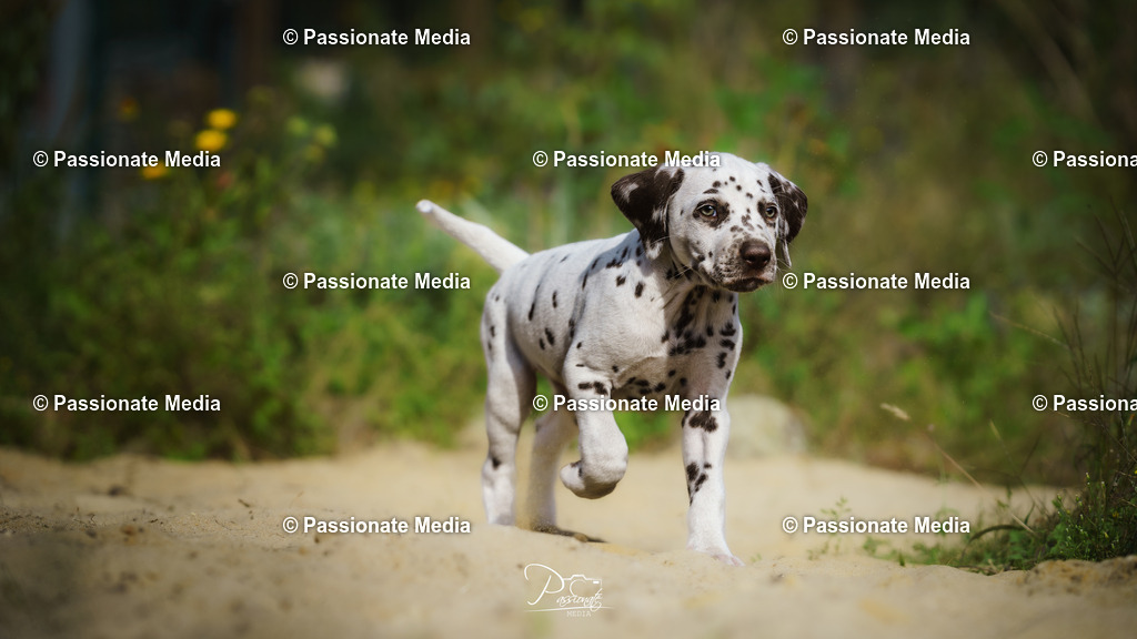 DSC06073 | Passionate Media, dein Fotograf aus Brandenburg, Märkisch Oderland, im Bereich Motorsport, Autos und Motorräder sowie Events und auch Hunde. Shootings oder auch Eventbegleitungen können bei mir gebucht we