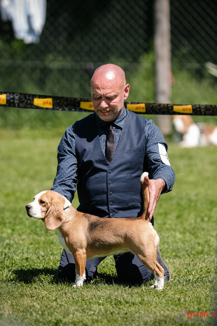 Beagle Club Schweiz  | Beagle Club Schweiz, 45 Jahre in Menziken 2025 Foto: Leo Wyden