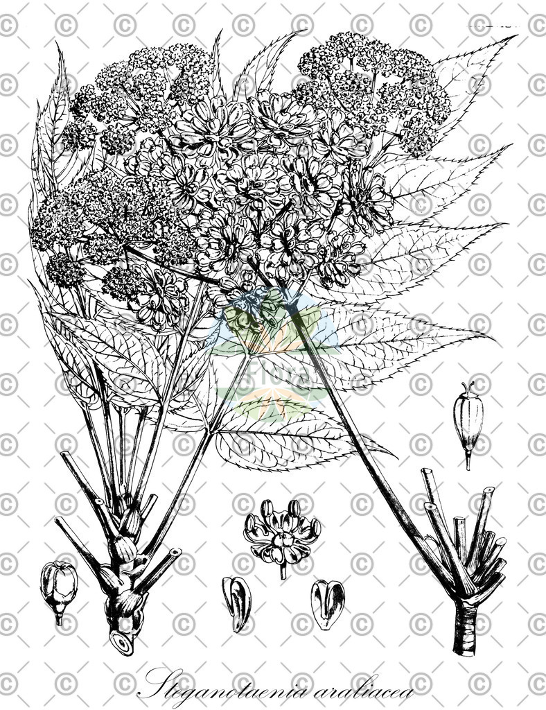 HistAbb_wfo-0001091620_2_ENZY_Simple | Historische Abbildung von Steganotaenia araliacea - Apiaceae | Historical Illustration of Steganotaenia araliacea - Apiaceae