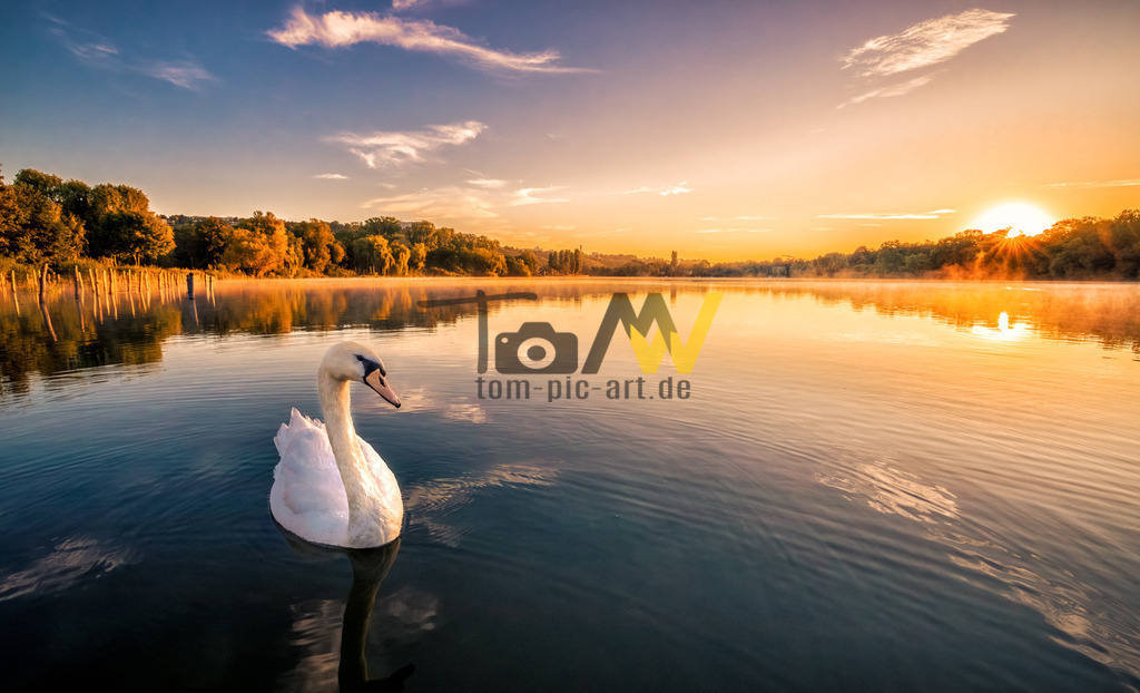 Ein weißer Schwan auf stillem See bei idyllischem Sonnenaufgang | Hochauflösende und hochwertige Bilder und Fotos.Kommerzielle oder private Nutzung ✔ Bilder downloaden✔ Acryl ✔ Leinwand ✔ Poster ✔
 - Realisiert mit Pictrs.com
