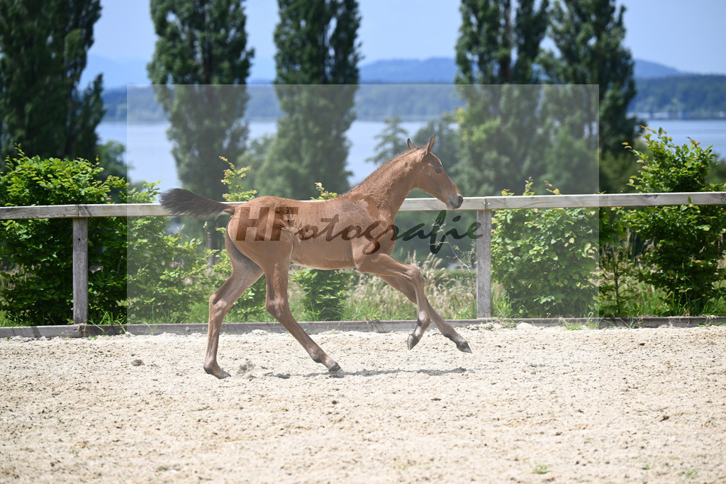 Vingino x Lavall II_HF_Zuchthof Meindl_19240414 | hf-fotografie - Realisiert mit Pictrs.com