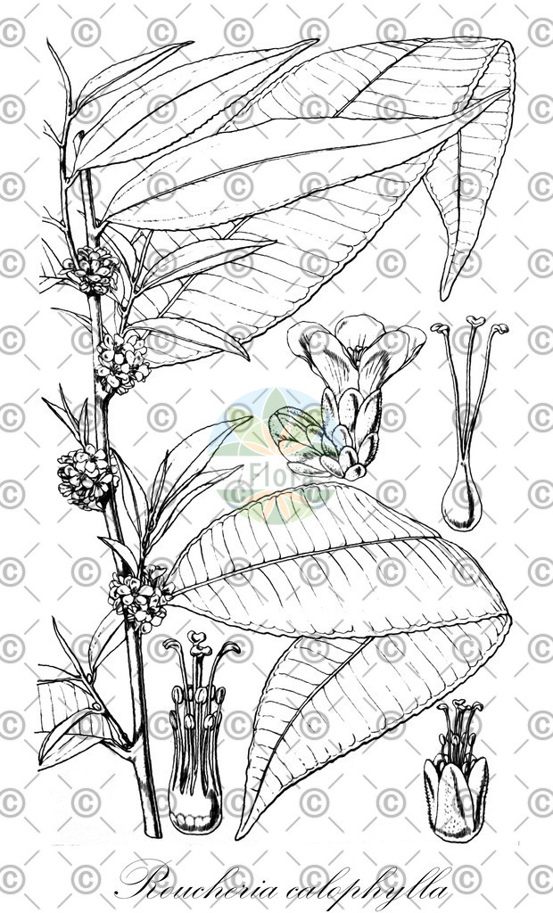 HistAbb_wfo-0001296529_1_ENZY_Simple | Historische Abbildung von Roucheria calophylla - Linaceae | Historical Illustration of Roucheria calophylla - Linaceae