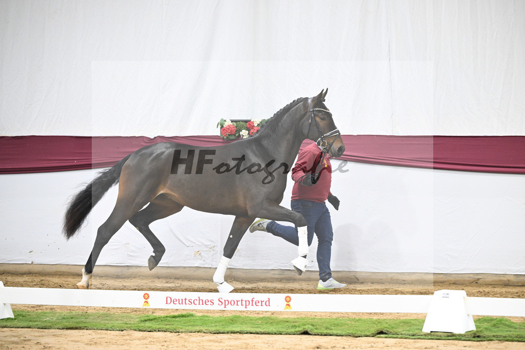 Kat-Nr. 67 Extra Gold x Showmaker_Matthias Schlamminger GmbH_47252542 | hf-fotografie - Realisiert mit Pictrs.com