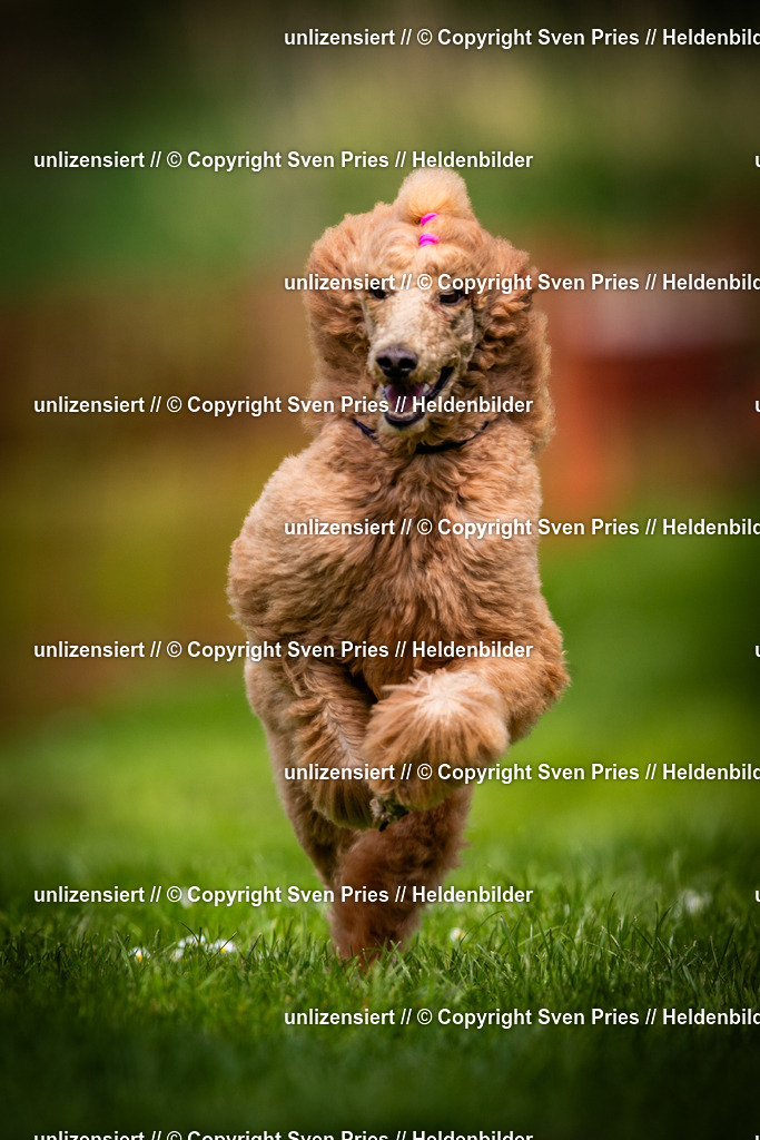 Sven Pries | 2025-04-13 - Hunderennen Baden-Baden - Realisiert mit Pictrs.com