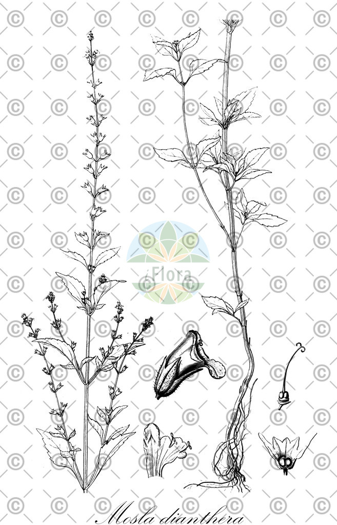 HistAbb_wfo-0001263199_1_ENZY_Simple | Historische Abbildung von Mosla dianthera - Lamiaceae | Historical Illustration of Mosla dianthera - Lamiaceae