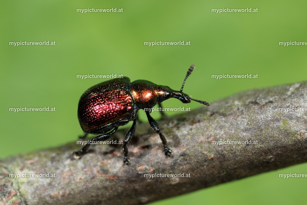 Byctiscus populi-005 | Das Bilderarchiv über Tiere, Planzen und Landschaften. In der Bilddatenbank finden Sie ein große Auswahl an hochwertigen Bilder für Ihre Werbung - Realisiert mit Pictrs.com