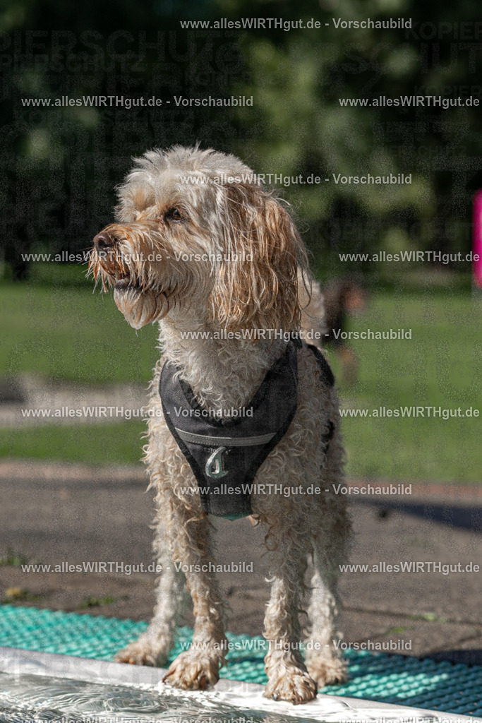 Hundeschwimmen_Volksbad_2026-allesWIRTHgut_Tierfotografie-2609061155-FAY06328 | Professionelle Tierfotografie in Mönchengladbach von Daniel Wirth (allesWIRTHgut). Liebevolle & natürliche Bilder von Hunden & Katzen für unvergessliche Erinnerungen.