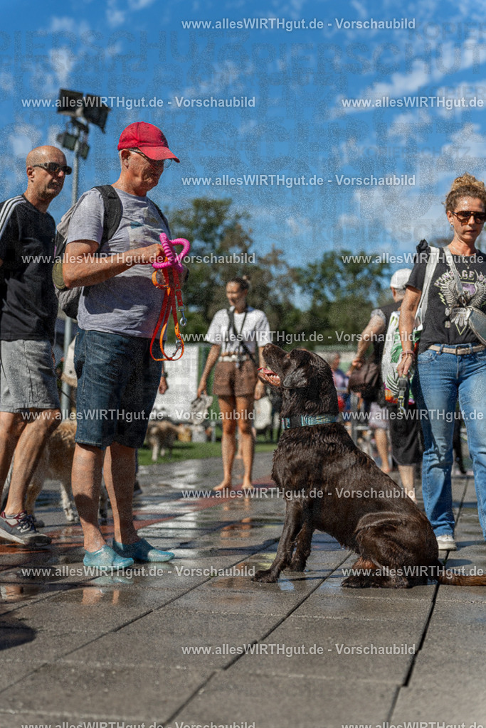 Hundeschwimmen_Volksbad_2026-allesWIRTHgut_Tierfotografie-2609061158-110846-7R500024 | Professionelle Tierfotografie in Mönchengladbach von Daniel Wirth (allesWIRTHgut). Liebevolle & natürliche Bilder von Hunden & Katzen für unvergessliche Erinnerungen.