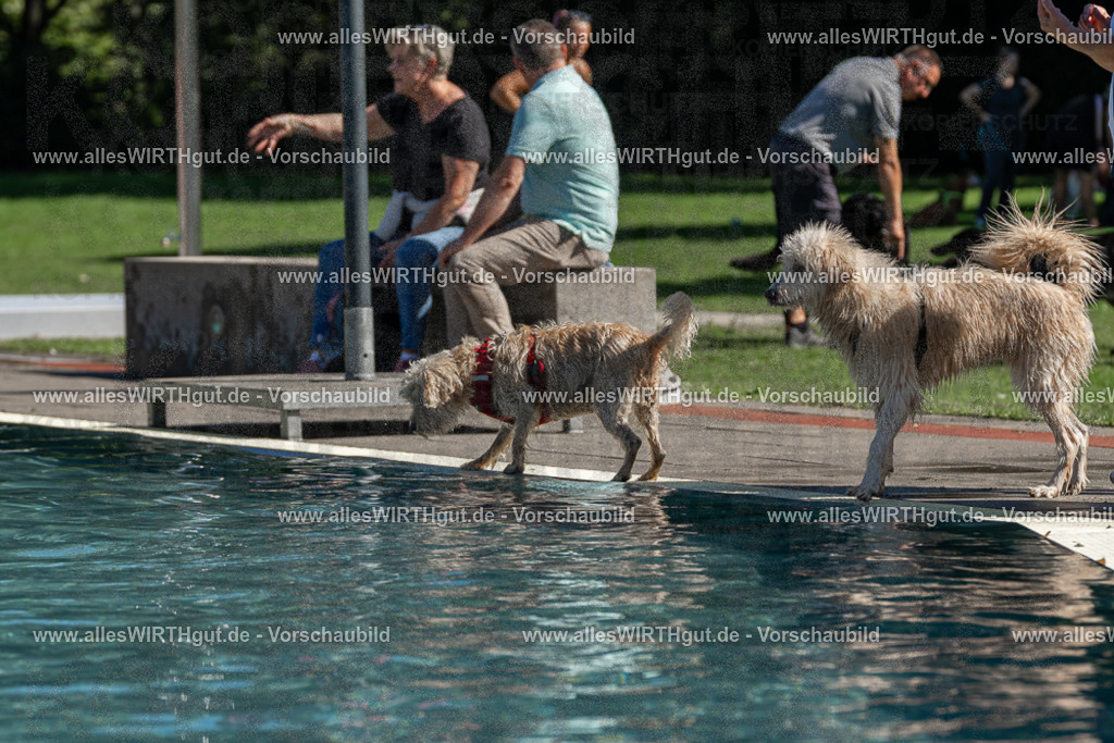 Hundeschwimmen_Volksbad_2026-allesWIRTHgut_Tierfotografie-2609061148-FAY06319 | Professionelle Tierfotografie in Mönchengladbach von Daniel Wirth (allesWIRTHgut). Liebevolle & natürliche Bilder von Hunden & Katzen für unvergessliche Erinnerungen.