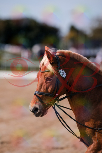 2026_10_03_Siefer-Hof_120342_Z81_05842725 | Professionelle Reitsport-, Turnier- und Eventfotografie von Robert Broda. Galerien mit ausgewählten und bearbeiteten Bildern direkt online ansehen und bestellen.