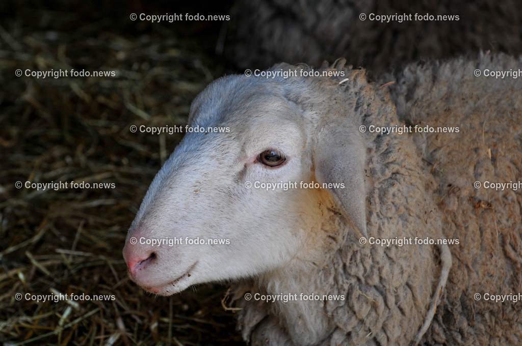 Linz_ Bauernhof_ 11.04.2025-14 | 11.04.2025, LINZ, AUT, Landwirtschaft, Bauernhof, im Bild Schafe, Schaf, Lamm, Bock, Tiere, Nutztiere, Freilandhaltung, Paarhufer