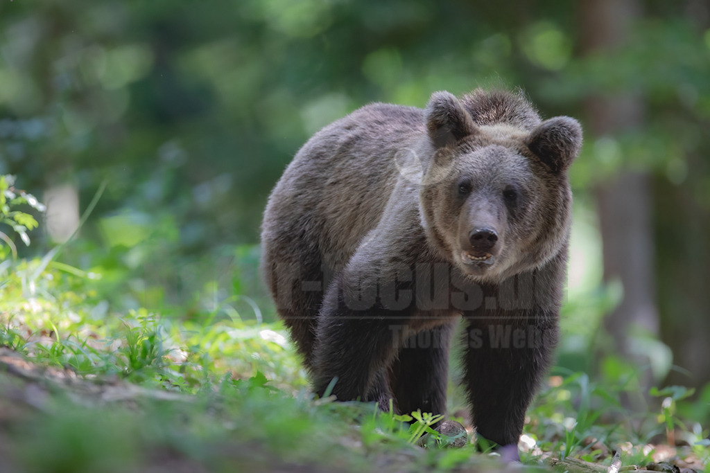 20190812162936-2 | Der Braunbär gehört zu den Säugetieren aus der Familie der Bären. In Eurasien und Nordamerika kommt er in mehreren Unterarten vor, darunter Europäischer Braunbär, Grizzlybär und Kodiakbär. Als eines der größten an Land lebenden Raubtiere der Erde spielt er in zahlreichen Mythen und Sagen eine wichtige Rolle.  - Realisiert mit Pictrs.com