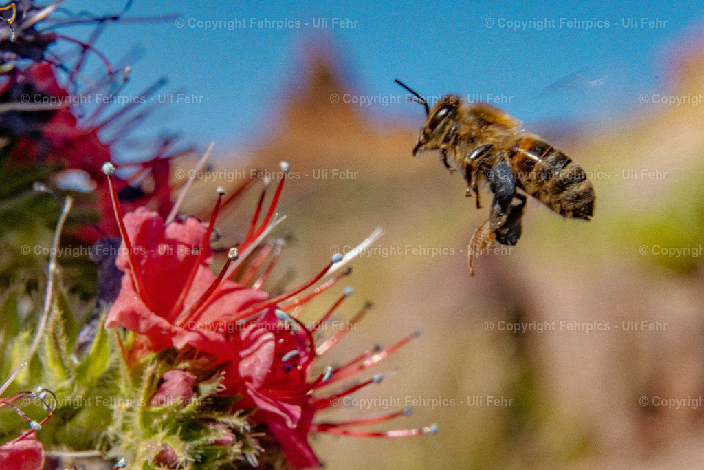 Bee at a Tajinaste Rojo | Fehrpics - hochwertige Fotoprodukte rund um Landschaft, Natur, Sterne & Milchstraße. - Realisiert mit Pictrs.com