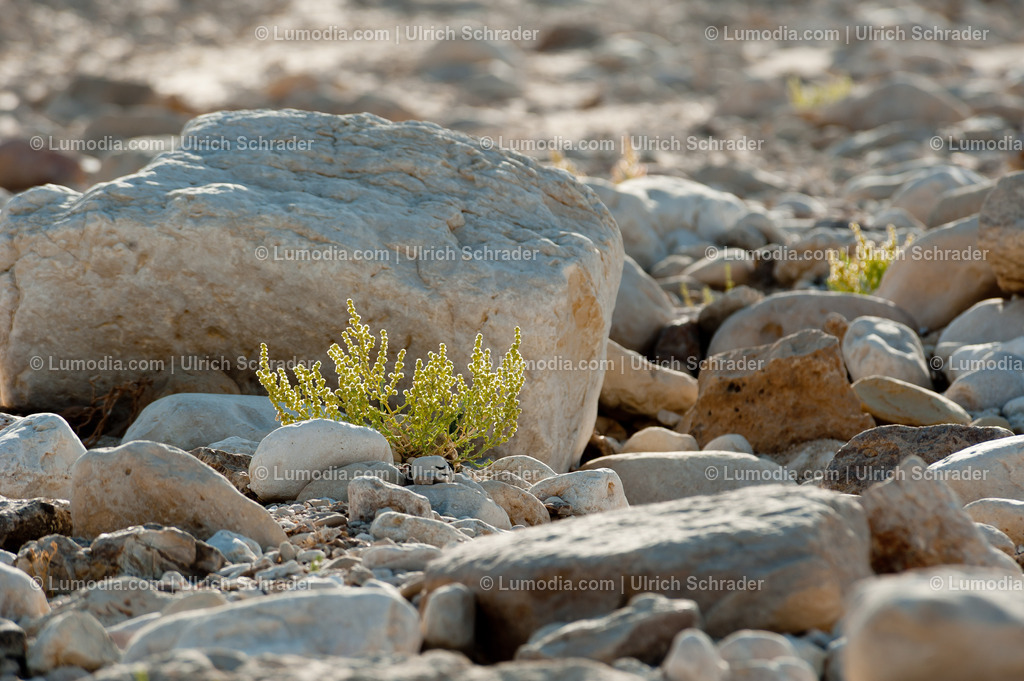 10972-10369 - Negev-Wüste _ Israel | max. Bildgröße A3 | 300dpi - Realisiert mit Pictrs.com