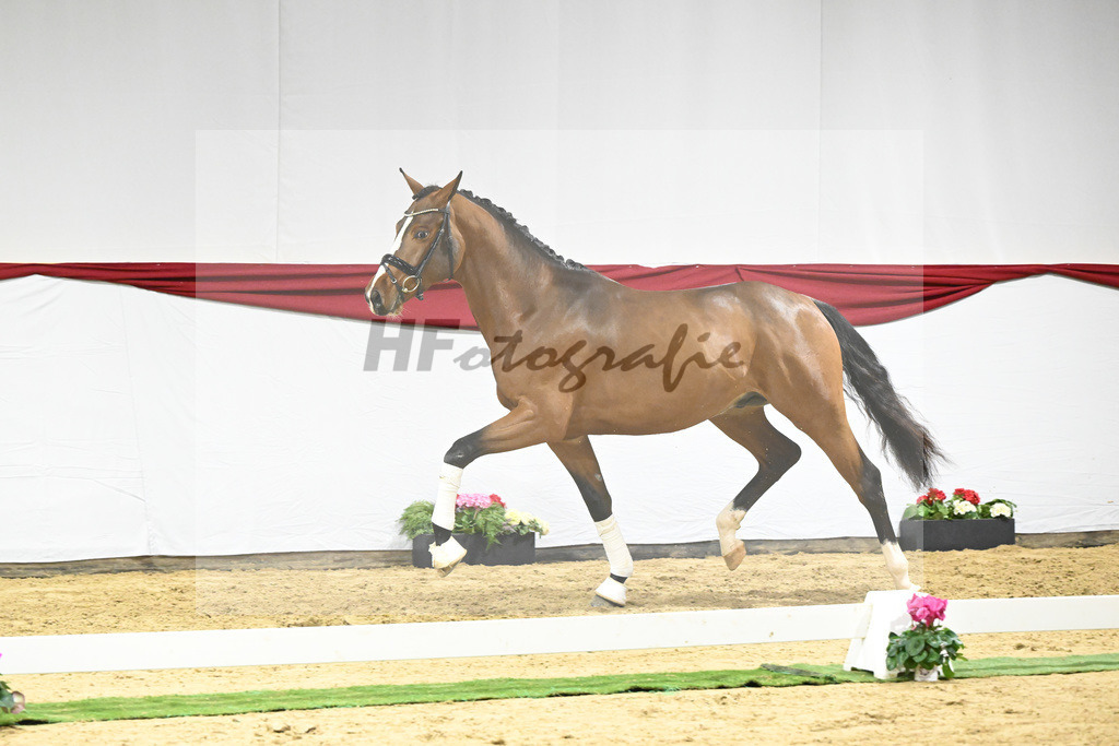 Kat-Nr. 62 v. DSP Topas_Schepper_63221866 | hf-fotografie - Realizzato con Pictrs.com