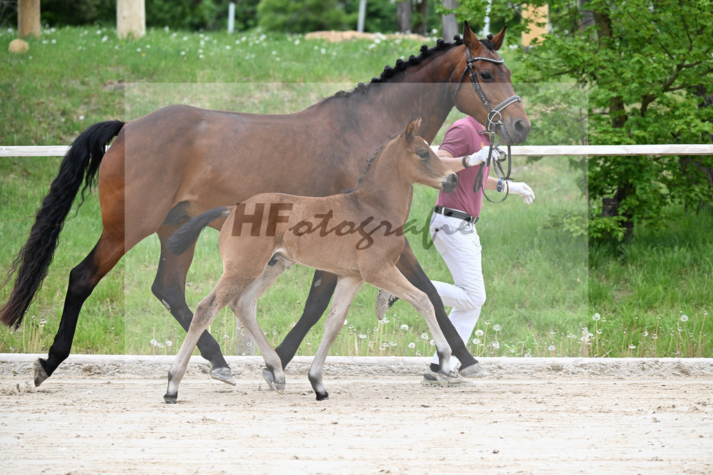 Kat-Nr. 27 HF Bonds in Gold x Dantano_Lechl_24260403 | hf-fotografie - Realisiert mit Pictrs.com
