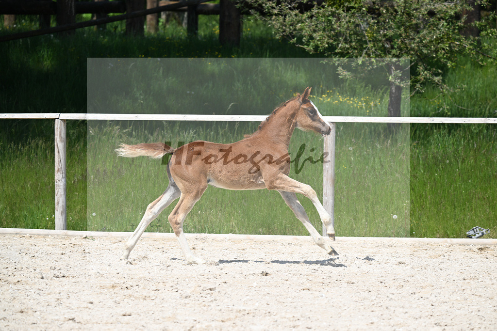 Bon Bolero x Desperando_SF_Henken_10250764 | hf-fotografie - Realisiert mit Pictrs.com