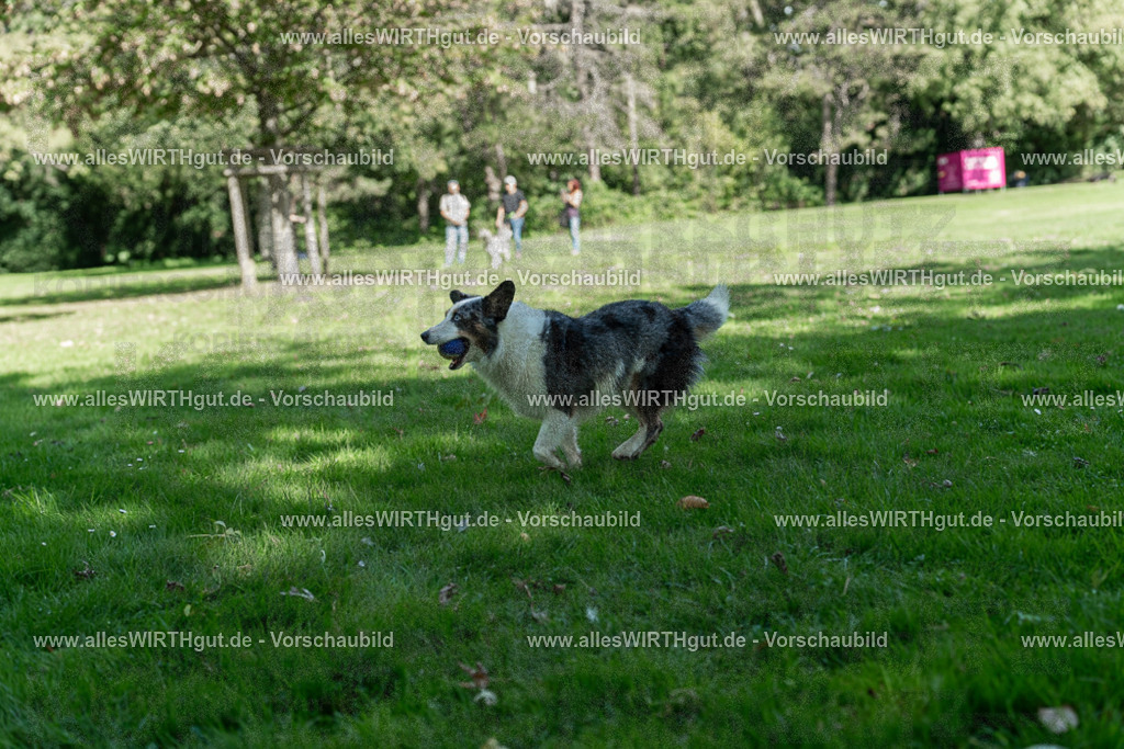 Hundeschwimmen_Volksbad_2026-allesWIRTHgut_Tierfotografie-2609061321-7R500650 | Professionelle Tierfotografie in Mönchengladbach von Daniel Wirth (allesWIRTHgut). Liebevolle & natürliche Bilder von Hunden & Katzen für unvergessliche Erinnerungen.