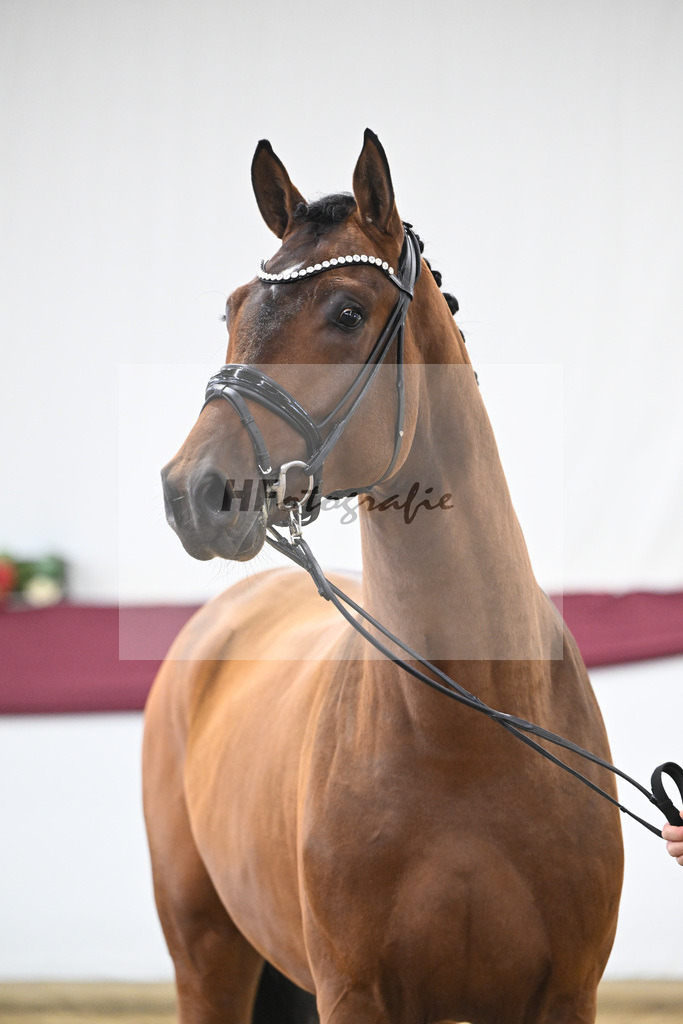 Kat-Nr. 116 Fusionist x Brentano II_Frederik Vekens_47253877 | hf-fotografie - Realisiert mit Pictrs.com