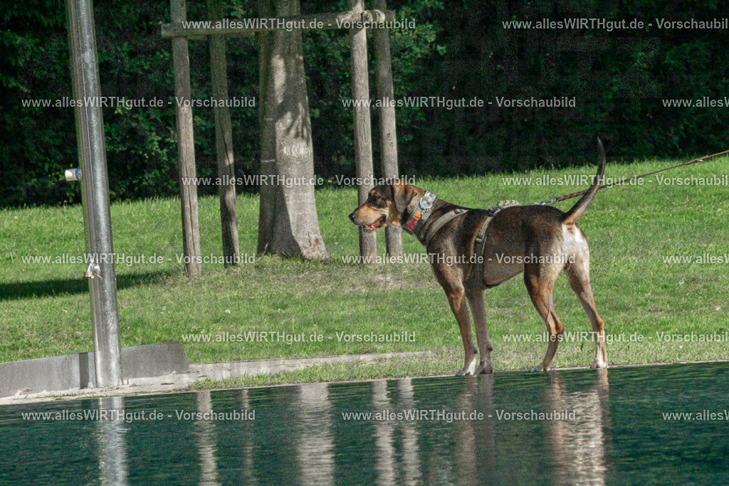Hundeschwimmen_Volksbad_2026-allesWIRTHgut_Tierfotografie-2609061536-DSC00107 | Professionelle Tierfotografie in Mönchengladbach von Daniel Wirth (allesWIRTHgut). Liebevolle & natürliche Bilder von Hunden & Katzen für unvergessliche Erinnerungen.