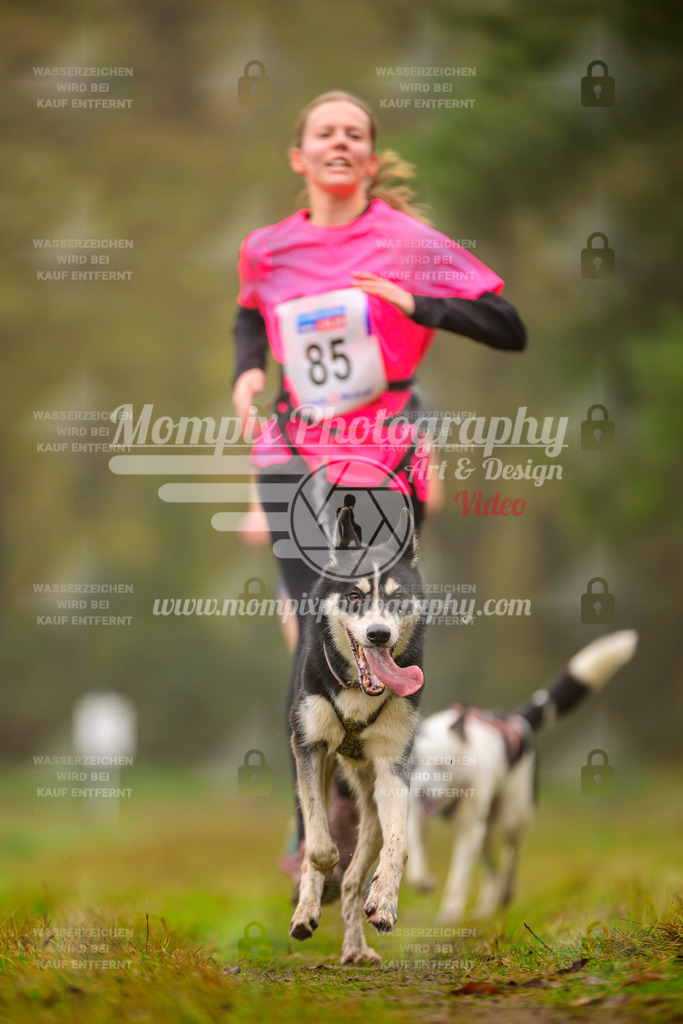 MompixPhotography_Bischwiller2025_Canicross-115 | mompixphotography