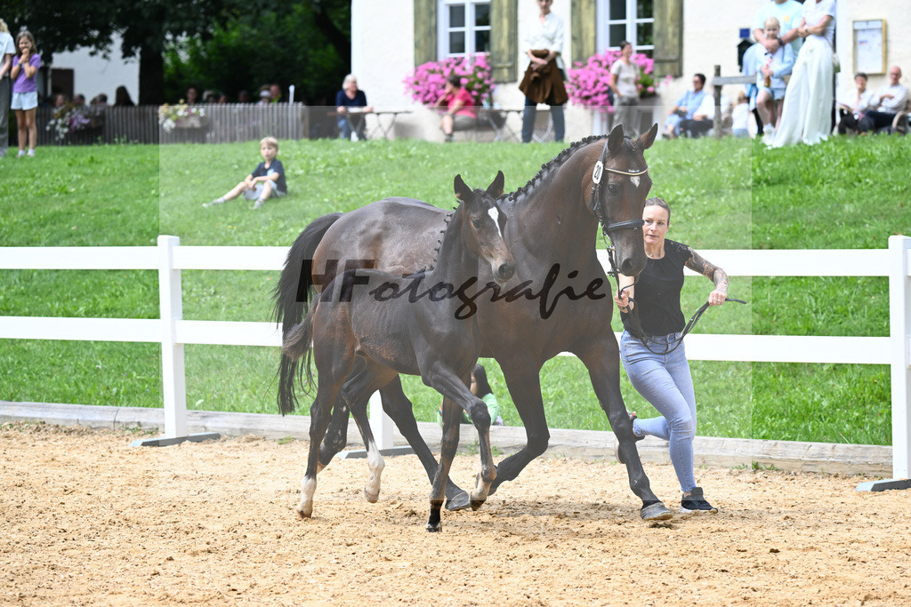 Kat-Nr. 20 Valenziano x Decurio_Gindhart_27140634 | hf-fotografie - Realisiert mit Pictrs.com
