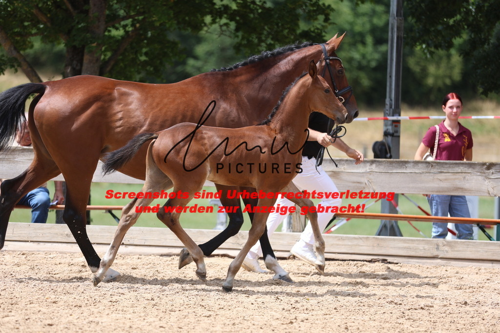 Fohlenschau_Schwäbisch_Hall_springbetonte_Fohlen_KN 19_2 | lmwpictures - Realisiert mit Pictrs.com