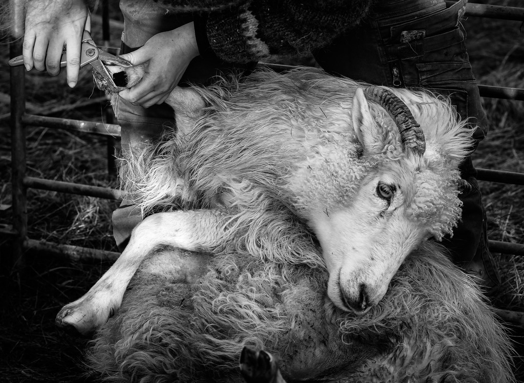 wanderschaefereien-schleswig-holstein-045 | Ganz entspannt beim Schneiden der Klauen. - Realisiert mit Pictrs.com