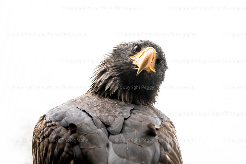 Travemünde_November_2022_groß-124 | PeggyRaschPhotography - Realisiert mit Pictrs.com