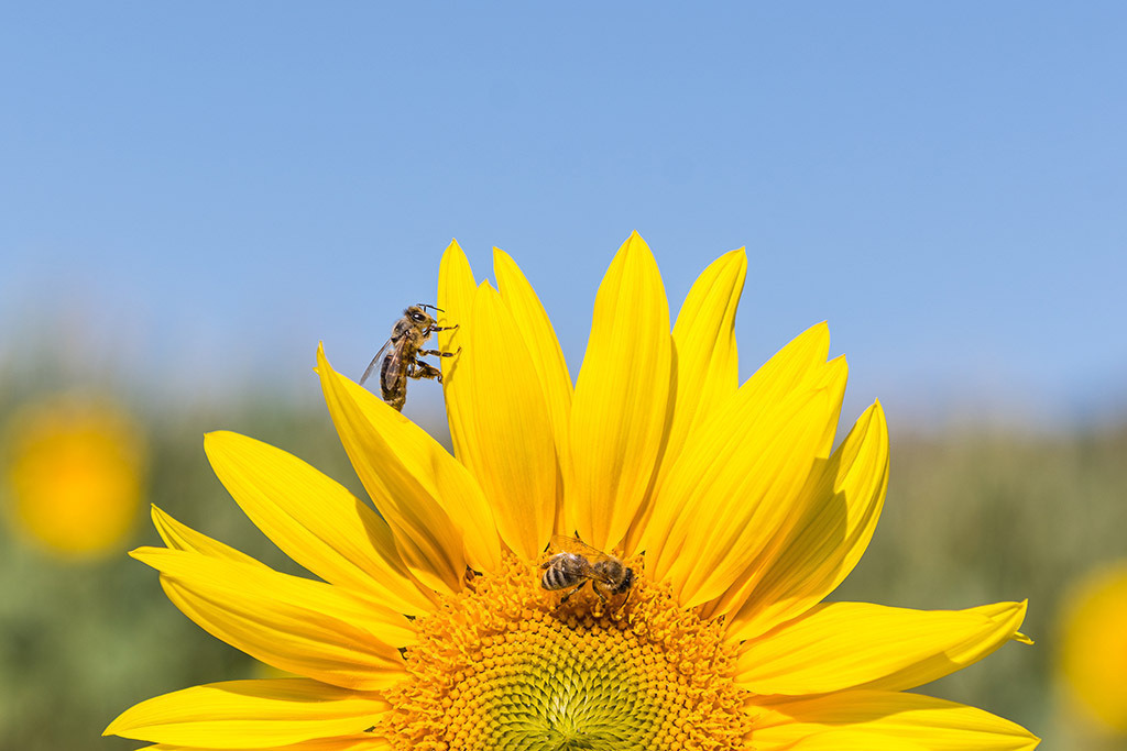 Bienen auf Sonnenblumenblüte | Fotos mit schönen Motiven aus der Region Basel. - Realisiert mit Pictrs.com